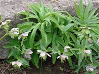 Морозник красноватый – Helleborus purpurascens Waldst.et Kit. (1)