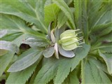 Морозник красноватый – Helleborus purpurascens Waldst.et Kit. (2)