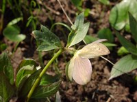 Морозник темно-красный – Helleborus atrorubens Waldst.et Kit. (1)