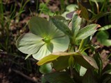Морозник темно-красный – Helleborus atrorubens Waldst.et Kit. (2)