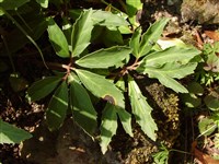 Морозник черный, Рождественская роза, роза Христа – Helleborus niger L.