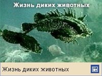 Морские Ерши
