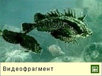 Морские Ерши (видео)