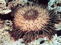 Морские ежи