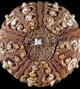 Морские ежи (Обыкновенный копьеносный морской еж)