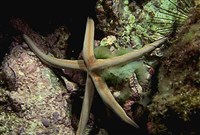 Морские звезды