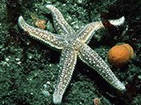 Морские звезды (Колючая морская звезда)