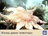 Морские звезды (видео)