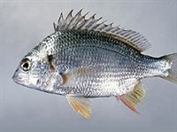 Морские караси (Морской карась)