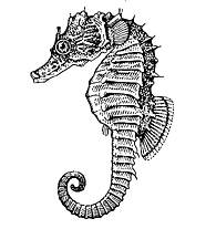 Морские коньки (черноморский морской конек)