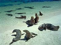 Морские котики