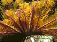 Морские лилии