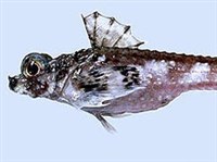 Морские лисички (Морская лисичка)