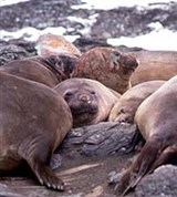 Морские слоны (2)