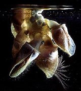 Морские уточки (Морские уточки)