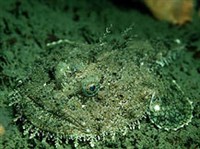 Морские черти (Морской черт)