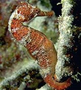 Морской конек