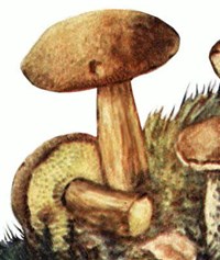 Моховик [кулинария]