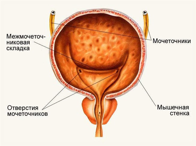 Область мочевого пузыря у мужчин. Мочевой пузырь анатомия человека. Строение мочевого пузыря анатомия. Строение мочевого пузыря рисунок. Мочевой пузырь строение анатомия рисунок.