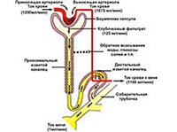 Мочеобразование (схема)