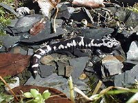 Мраморная амбистома (Ambystoma opacum)