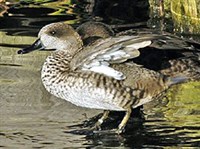 Мраморный чирок