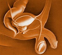 Мужская половая система