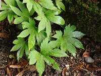 Мукдения Росси – Mukdenia rossii (Oliv.) Koidz.