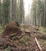 Муравейник