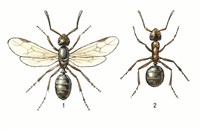 Муравьи (рыжий лесной муравей)