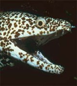 Мурены (голова мурены)