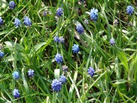 Мускари Аушера, Тубергена – Muscari aucheri (Boiss.) Bak.