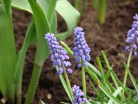 Мускари армянский – Muscari armeniacum Baker.
