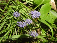 Мускари пренебрегаемый – Muscari neglectum Guss.et Ten.