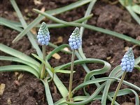 Мускари хохлатый – Muscari comosum (L.) Mill.