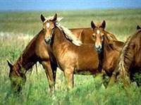 Мустанг (группа)