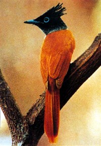 Мухоловка райская