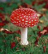 Мухомор (Мухомор красный)