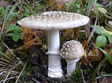 Мухомор (Мухомор пантерный)