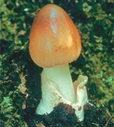 Мухомор (поплавок)