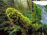 Мхи в природе