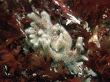Мшанки (Мшанка вида Alcyonidium hirsutum)