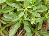 Мыльнянка базиликовидная – Saponaria ocymoides L.