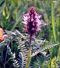 Мытник Ольги – Pedicularis olgae Rgl.