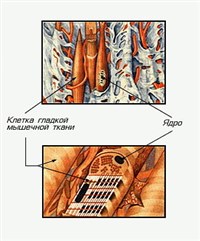 Мышечная ткань