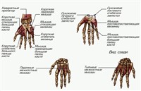 Мышцы кисти