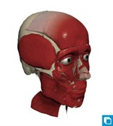 Мышцы лица (модель)