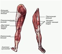 Мышцы нижней конечности