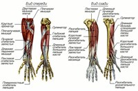 Мышцы предплечья