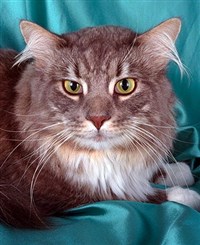 Мэйн-кун (голубой тигровый)